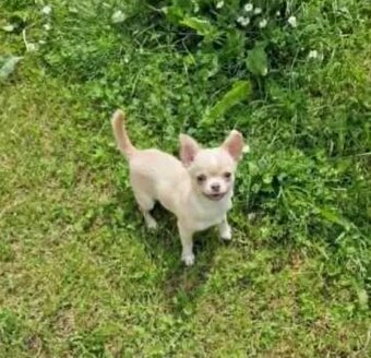 Chihuahua śliczna kremowo biała suczka - 5