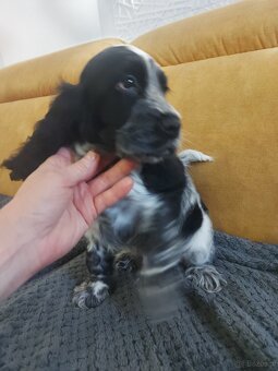 Cocker spaniel angielski - 5