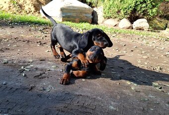 Gończy Słowacki KOPOV ZKwP FCI - 5