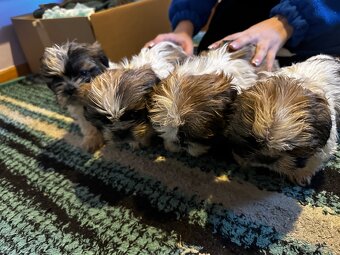 Szczeniaki Shih tzu szukają nowego domu - 5