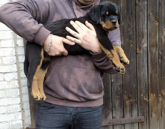 Rottweiler - 5