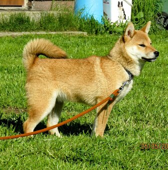 Shiba Inu czerwona, mała suczka o wielkim serduszku - 5