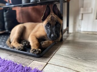 Owczarek belgijski Malinois - 5