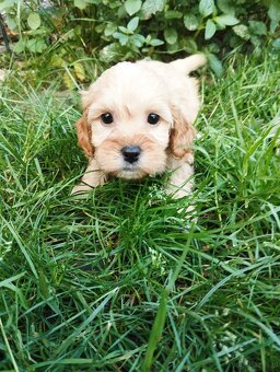 Cockapoo f1b - 5