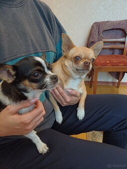Pieski chihuahua - 5