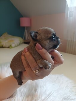 Chihuahua szczenięta - 5