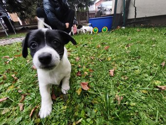 Jack Russell Terrier - 5