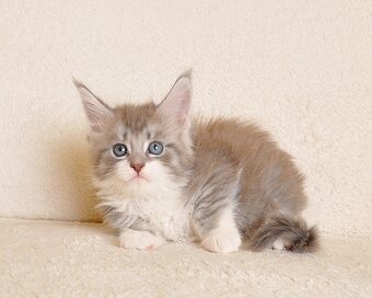 Przepiękna koteczka Maine Coon - LEGALNA HODOWLA - 5