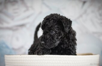 Szczeniak Kerry Blue Terrier - 5