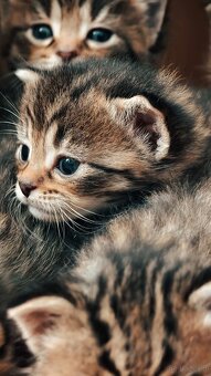 Kociaki na sprzedaż po 23 lutego. W typie norweski leśny - 5