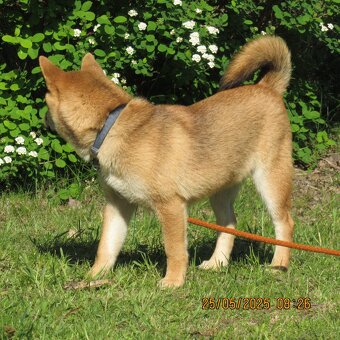 Shiba Inu, czerwony piesek mocno czernią przyprószony - 5