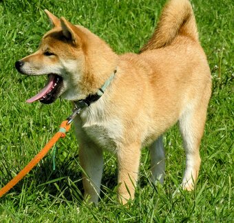 Shiba Inu, czerwony, pięciomiesięczny piesek - 5