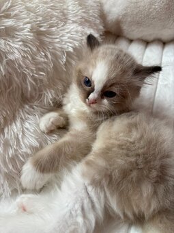 Ragdoll kocieta - 5