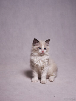 RAGDOLL kocurek blue bicolor - 5