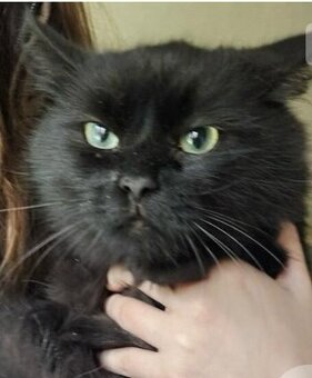 Kot syberyjski (koty - kocięta) - 5