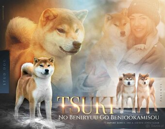 Szczenięta Shiba Inu Fci - 5