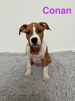 Amstaff - 5