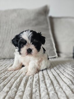 Shih Tzu - 5 szczeniaków do adopcji - 5