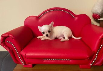 Chihuahua śliczny biały piesek - 5