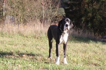 Dog niemiecki z rodowodem - 5