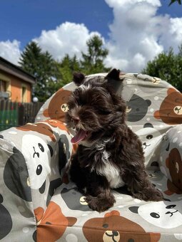 York Biewer terrier - 5