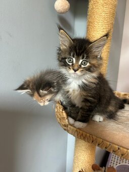 Koki Rasy Maine Coon - 5