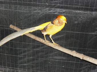 sprzedam  młode bażanty - 5