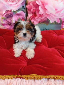 Mini suczka Biewer Yorkshire terrier FCI. - 5