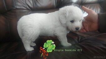 Polski Owczarek Podhalański FCI - 5