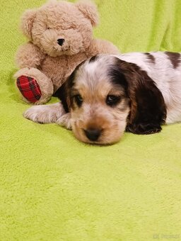 Cocker spaniel angielski - 5