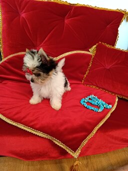 Mini suczka z metryką ZKwP/ FCI Biewer Yorkshire terrier. - 5