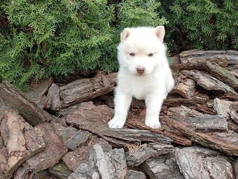 Siberian husky boy - 5