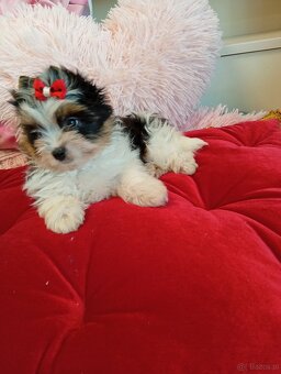 Samczyk z metryką ZKwP/FCI Biewer Yorkshire terrier - 5