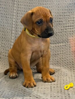 Rhodesian ridgeback - 5