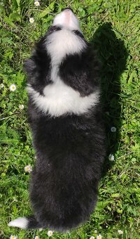 Piękna rasowa suczka - Border Collie z pełną dok. - 5