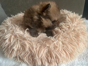 Szpic Miniaturowy, Pomeranian - 5