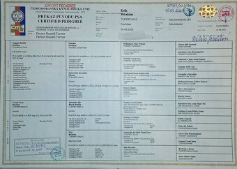 Reproduktor oferta krycia Parson Russell Terrier ZKWP FCI - 5