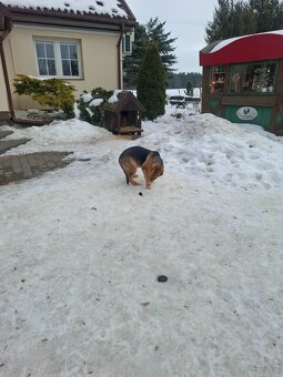 Oddam suczkę cztery miesiące - 5