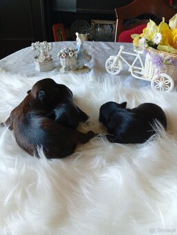 Mini suczka Black Yorkshire terrier,nie biewer. - 5