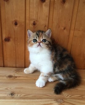 Kocięta egzotyczne krótkowłose na sprzedaż - 5