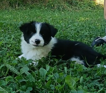 Border collie - 5