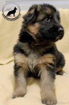 Owczarek niemiecki krótkowłosy szczeniaki o: Mistrz Świata - 5