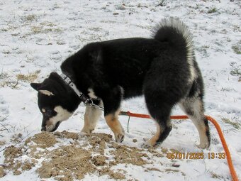 Shiba Inu, dwoje ośmiomiesięcznych szczeniąt - 5