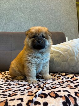 Chow Chow - 5