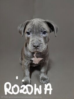 Oddam szczeniaki - 5
