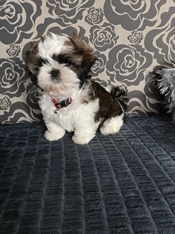 Shih Tzu Tricolor Suczka - 5