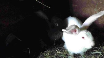 sprzedam króliki - 5