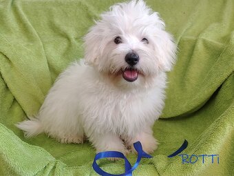 SAMIEC biały piesek Coton De Tulear szczenię ZHPR UCI Kraków - 5
