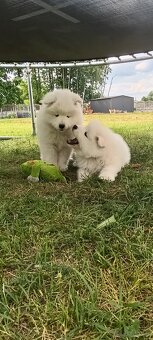 Samoyed- szczeniaki - 5