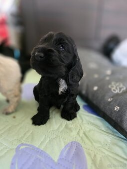 Cocker spaniel angielski - 5